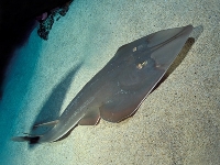 Pilohřbet obecný, Rhinobatos rhinobatos, Common guitarfish - http://www.tropicarium.se/images/Rhinobatos-typus-1-29.jpg
