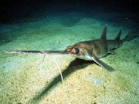 Pilonos vouskatý, Pristiophorus cirratus, Longnose sawshark - http://annnimaux.oldiblog.com/sites/images/photos/250/photo_250117.jpg