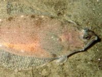 Platýs drsný, Hippoglossoides platessoides, American plaice - http://fishbase.org/images/species/Hipla_u3.jpg