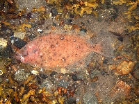 Platýs drsný, Hippoglossoides platessoides, American plaice - http://fishbase.org/images/species/Hipla_u4.jpg