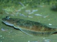 Platýs drsný, Hippoglossoides platessoides, American plaice - http://fishbase.org/images/species/Hipla_u2.jpg