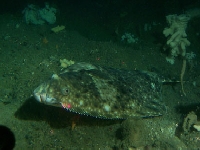 Platýs obecný, Hippoglossus hippoglossus , Atlantic halibut     - http://db.id.ucsb.edu/quicktime/LLDBGrafix/H.stenolepis.lg4.jpg