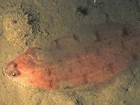 Platýs šedohnědý, Glyptocephalus cynoglossus, Witch - http://fishbase.org/images/species/Glcyn_u2.jpg