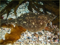 Platýs velký, Pleuronectes platessa, European plaice - http://www.uni-rostock.de/fakult/manafak/biologie/oekologie/balticsea/03%20Animals/12%20Fishes/Pleuronectes%20platessa.jpg