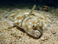 Platýs velký, Pleuronectes platessa, European plaice - http://www.seawater.no/fauna/Fisk/images/dsc03915.jpg