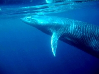 Plejtvák Brydeův, Balaenoptera brydei, Bryde's Whale - http://upload.wikimedia.org/wikipedia/commons/f/f8/Bryde%C2%B4s_whale.jpg