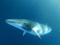 Plejtvák malý, Balaenoptera acutorostrata, Minke Whale - http://www.freewebs.com/cetaceanrc/MinkeWhale1.jpg