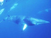 Plejtvák malý, Balaenoptera acutorostrata, Minke Whale - http://www.greenpeace.de/typo3temp/GB/b5ff07bb86.jpg