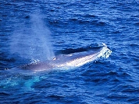 Plejtvák myšok, Balaenoptera physalus, Fin Whale - http://www.biodiving.it/Archiviofoto/Mediterraneo/mammiferi/bale4.jpg