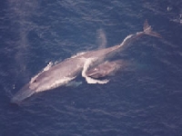 Plejtvák obrovský, Balaenoptera musculus, Blue Whale - http://www.dolphinsafari.com/images/whale01_big.jpg