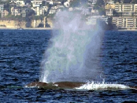 Plejtvák obrovský, Balaenoptera musculus, Blue Whale - http://www.dolphinsafari.com/images/whale09_big.jpg