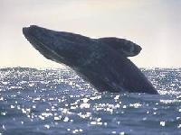 Plejtvákovec šedý, Eschrichtius robustus, Gray Whale - http://animaldiversity.ummz.umich.edu/site/resources/salvatore_cerchio/bnw_039.jpg/view.html