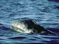 Plejtvákovec šedý, Eschrichtius robustus, Gray Whale - http://animaldiversity.ummz.umich.edu/site/resources/salvatore_cerchio/bnw_041.jpg/view.html