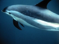Plískavice běloboká, Lagenorhynchus acutus, Atlantic White-Sided Dolphin - http://yod.veganova.eu/vnoffice/data/0/0/0/18/thumbnail_400x_255,255,255/AtlanticWS01_Bill-Rossiter.jpg