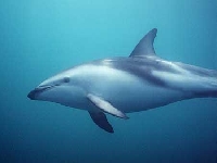 Plískavice běloboká, Lagenorhynchus acutus, Atlantic White-Sided Dolphin - http://www.freewebs.com/cetaceanrc/Lag4Dusky.jpg