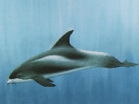 Plískavice bělonosá, Lagenorhynchus albirostris, White-beaked Dolphin - http://www.swisscetaceansociety.org/glossaire/images/Lagenorhynchus%20albirostris.jpg
