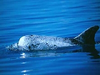 Plískavice šedá, Grampus griseus, Risso's Dolphin - http://www.joaoquaresma.com/galerias/standard-prontas/cetaceos/2005/gg06.jpg