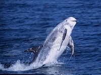 Plískavice šedá, Grampus griseus, Risso's Dolphin - http://www.marinelifegallery.com/images/dolphinhomepage/dsf-7-000116.jpg