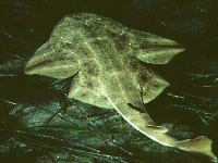 Polorejnok křídlatý, Squatina squatina, Angelshark     - http://fishbase.org/images/species/Sqsqu_u0.jp