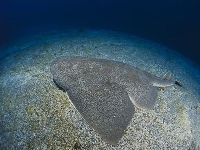 Polorejnok křídlatý, Squatina squatina, Angelshark     - http://www.marino-dive.com/photo/syasinkan/iop/image/101703.jpg