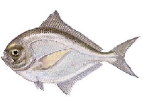 Pražma obecná, Brama brama, Atlantic pomfret - http://www.fishing.pl/var/news/storage/images/media/fotki/ryby/brama/76402-3-pol-PL/brama.jpg