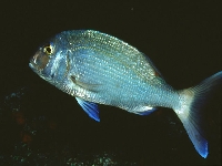 Pražman obecný, Sparus pagrus, Common seabream - http://www.fishbase.org/images/species/Papag_u1.jpg