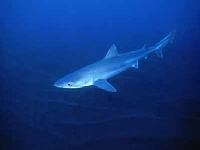 Psohlav obecný, Galeorhinus galeus, Tope shark - http://www.sharkinfo.ch/images/fs/g.galeus.jpg