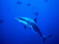 Psohlav obecný, Galeorhinus galeus, Tope shark - http://teampescasub.com/gallery2/albums/os-peixes/048_tub.sized.jpg