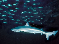 Psohlav obecný, Galeorhinus galeus, Tope shark - http://www.7days.dk/images/Fish/Fishes/graahaj/graahaj_400.jpg
