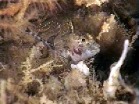 Pulec drobný, Micrenophrys lilljeborgii, Norway bullhead - http://www.ecoserve.ie/projects/aces/images/Bullhead_1.jpg