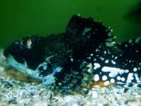 Pulec ostnitý, Myoxocephalus scorpius, Shorthorn sculpin - http://fishbase.org/images/species/Mysco_u7.jpg