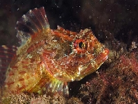 Pulec velkoostný, Taurulus bubalis, Longspined bullhead  - http://www.digischool.nl/bi/onderwaterbiologie/foto/zeeland/vissen/groene-zeedonderpad_4.jpg