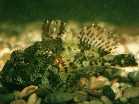 Pulec velkoostný, Taurulus bubalis, Longspined bullhead  - http://fishbase.org/images/species/Tabub_u0.jpg