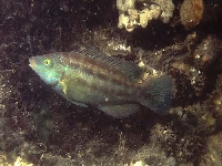 Pyskoun černooký, Symphodus melops, Corkwing wrasse - http://gallery.zweijtzer.nl/d/993-2/Lipvis3S.jpg