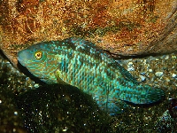 Pyskoun černooký, Symphodus melops, Corkwing wrasse - http://www.fishbase.org/images/species/Symel_u2.jpg