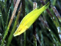 Pyskoun dlouhonosý, Symphodus rostratus, --- - http://www.fishbase.org/images/species/Syros_u0.jpg