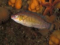 Pyskoun drobnoústý, Centrolabrus exoletus, Rock cook - http://www.fishbase.org/images/species/Ceexo_u2.jpg