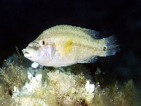 Pyskoun paví
, Symphodus tinca, East Atlantic peacock wrasse - http://www.fishbase.org/images/species/Sytin_u0.jpg