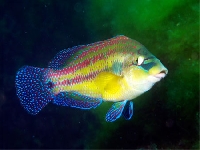 Pyskoun paví
, Symphodus tinca, East Atlantic peacock wrasse - http://blacksea.orlyonok.ru/images/3/24.jpg