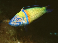 Pyskoun paví, Thalassoma pavo, Ornate wrasse - http://www.fishbase.org/images/species/Thpav_m0.jpg