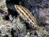 Pyskoun pětiskvrný, Symphodus roissali, Five-spotted wrasse - http://www.fishbase.org/images/species/Syroi_u0.jpg