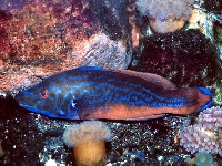 Pyskoun růžový, Labrus bimaculatus, Cuckoo wrasse - http://www.fishbase.org/images/species/Lamix_m3.jpg