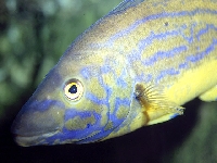 Pyskoun růžový, Labrus bimaculatus, Cuckoo wrasse - http://www.fishbase.org/images/species/Lamix_m2.jpg