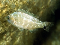 Pyskoun šedý, Symphodus cinereus, Grey wrasse - http://www.fishbase.org/images/species/Sycin_u0.jpg