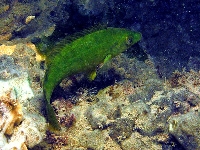 Pyskoun skvrnitý, Labrus bergylta, Ballan wrasse - http://natuurlijkmooi.net/images/labber.jpg