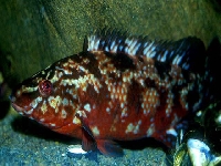 Pyskoun skvrnitý, Labrus bergylta, Ballan wrasse - http://www.fishbase.org/images/species/Laber_u4.jpg