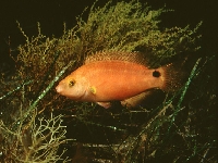 Pyskoun středomořský, Symphodus mediterraneus, Axillary wrasse - http://www.fishbase.org/images/species/Symed_m0.jpg