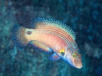 Pyskoun středomořský, Symphodus mediterraneus, Axillary wrasse - http://deportes-mundo.com/zozer/imagesfauna/fauna14.jpg