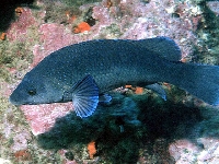 Pyskoun tmavý, Labrus merula , Brown wrasse - http://www.fishbase.org/images/species/Lamer_u1.jpg