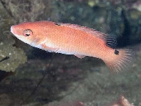 Pyskoun útesový, Ctenolabrus rupestris, Goldsinny-wrasse - http://www.seawater.no/fauna/Fisk/images/CRW_5503.jpg